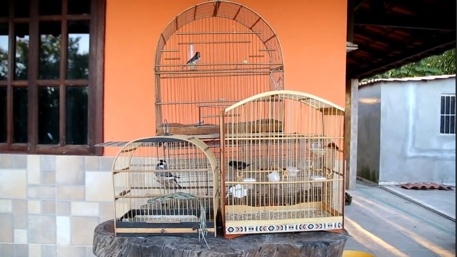 Vídeo: Força-tarefa do Governo do Estado resgata 167 aves silvestres vítimas de tráfico