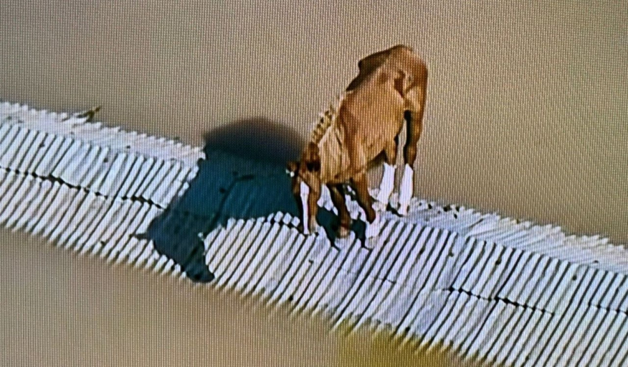 Cavalo se equilibra em telhado por causa da inundação no Rio Grande do Sul