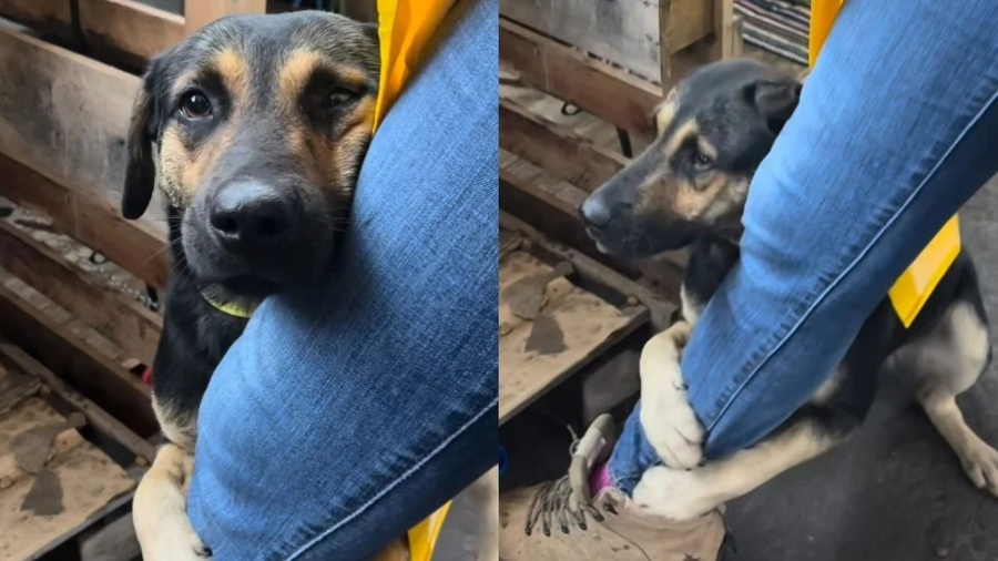 Emoção: Cachorrinho abraça perna de veterinária após resgate no Rio Grande do Sul