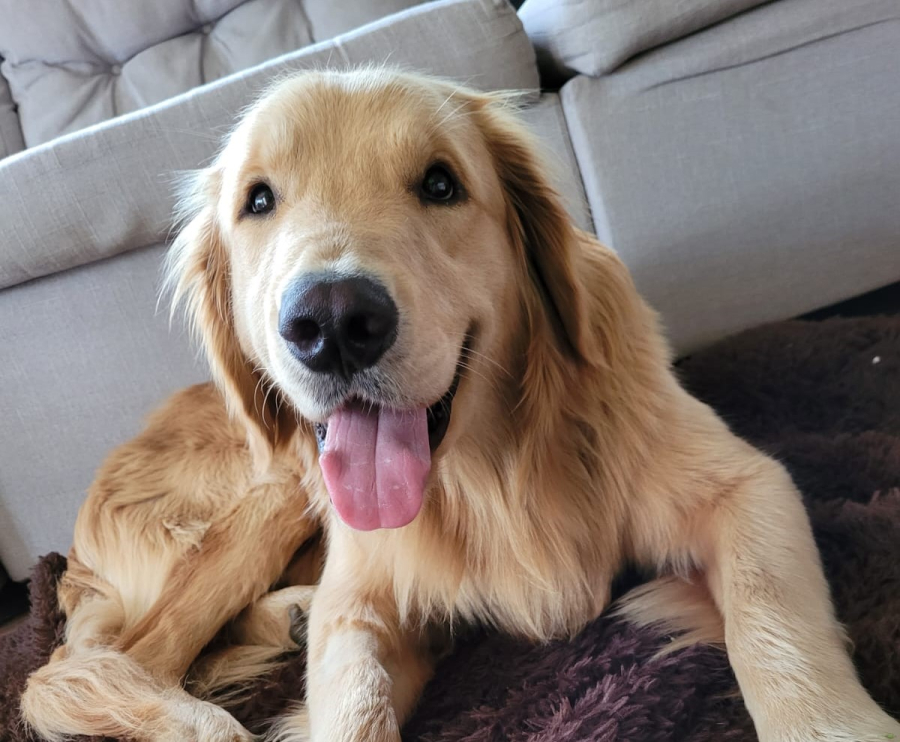Cachorro de família petropolitana está com tumor nos ossos e precisará amputar a perna